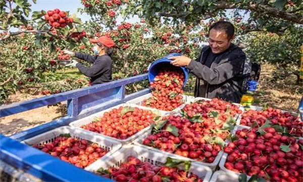 山楂的分級包裝