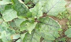 茄子病毒病的癥狀表現(xiàn)與防治方法有哪些？