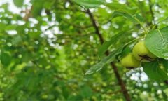 山楂缺鉀有什么癥狀，如何矯治？