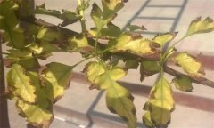 山楂缺鐵的癥狀、產(chǎn)生因素與補救措施