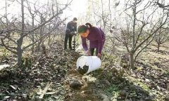 果樹配方施肥應(yīng)注意哪些問題?