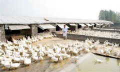 鴨場(chǎng)的衛(wèi)生消毒制度，這三項(xiàng)最重要！