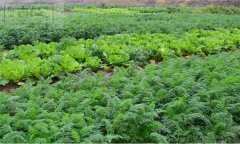 農(nóng)作物的間作、混作、套作運(yùn)用原則簡介