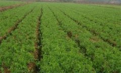 什么是農作物的單作、間作、混作與套作