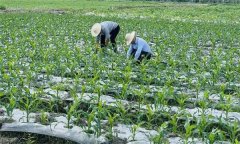 什么叫復種 復種的作用、類型、必要條件與方式