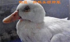 鴨瘟癥狀表現(xiàn)主要有哪些，鴨瘟如何預(yù)防與防控