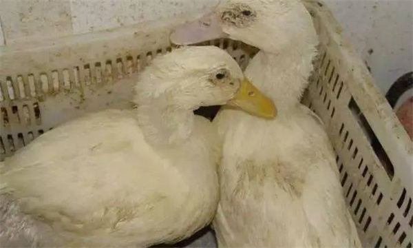 鴨瘟的控制措施