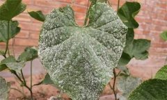 黃瓜白粉病是什么原因引起的，如何防治？