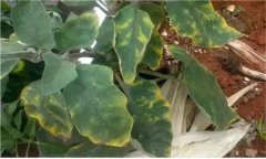 茄子缺鎂的癥狀與表現(xiàn) 茄子缺鎂怎么辦？