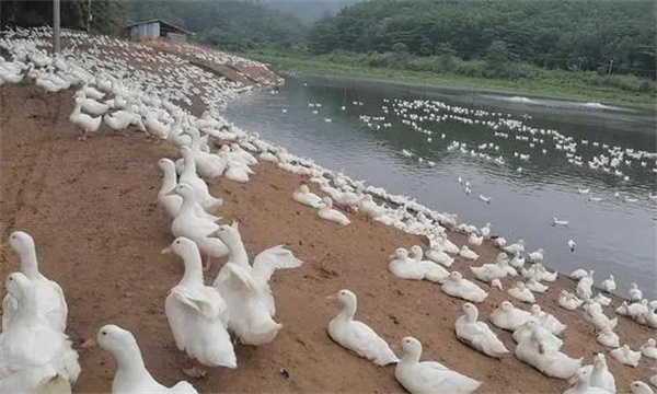 高致病性禽流感的臨床癥狀