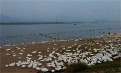 高致病性禽流感的病原是什么，如何防控？