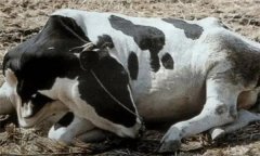 怎樣采取綜合措施治療牛瘤胃臌氣?