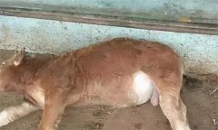 引起牛瘤胃臌氣的因素（原因）有哪些？