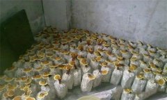 什么是靈芝瓶栽法？瓶栽靈芝怎樣進(jìn)行管理？