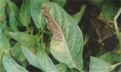 人參病蟲害有哪些種類，如何防治？