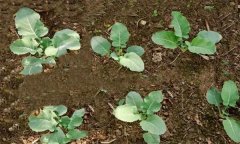 菜花高產(chǎn)如何施肥 菜花使用的肥料種類有哪些？