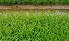 什么叫秧齡？水稻適宜秧齡如何確定？