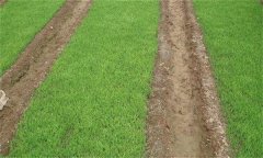 旱育秧、濕潤(rùn)育秧和塑盤(pán)育秧的水分和養(yǎng)分管理