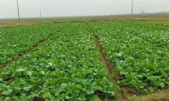 油菜春露地栽培技術(shù)要點(diǎn)是什么？