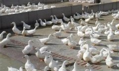 肉鴨腹水癥發(fā)病原因是什么，怎么治療？