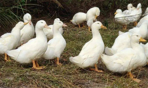 磺胺類(lèi)藥中毒有什么癥狀