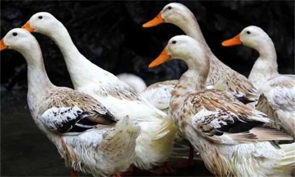 磺胺類(lèi)藥中毒的防治措施