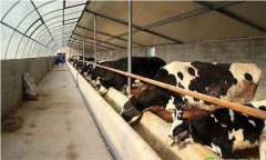 牛場常用消毒劑有哪些？