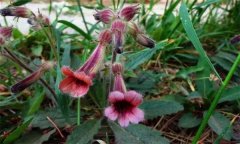 地黃的生態(tài)習(xí)性，地黃有哪些品種？