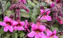 地黃有哪些常見(jiàn)病蟲害，如何防治？