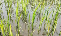 水稻生產(chǎn)中如何識別、預(yù)防與防治2，4-d藥害