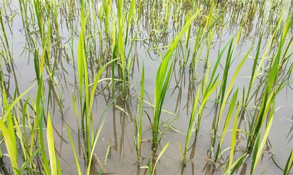 水稻2，4-d藥害的識別