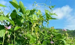 根據(jù)農(nóng)作物對(duì)溫度的要求，農(nóng)作物分為哪些類型