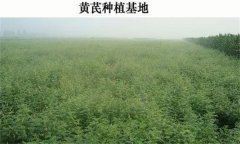黃芪產(chǎn)地在哪里？黃芪生態(tài)習(xí)性簡(jiǎn)介