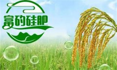 硅肥對發(fā)展優(yōu)質水稻生產有哪些好處？