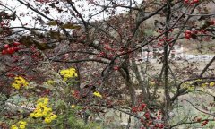 山茱萸的產地主要是哪里?山茱萸的生態(tài)習性