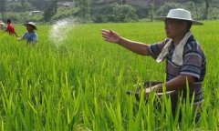 雙季優(yōu)質稻機插后如何進行田間管理?