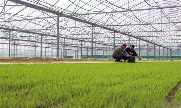 用種量及秧盤數