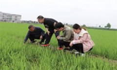 水稻生產(chǎn)針對倒春寒有哪些預(yù)防和補(bǔ)救措施？