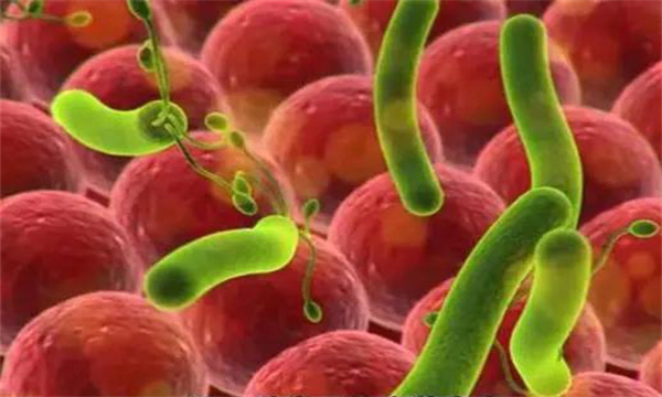 脫氧雪腐鐮刀菌烯酮，即嘔吐毒素