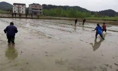 優(yōu)質水稻直播對整地的要求有哪些？