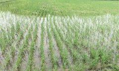 優(yōu)質水稻直播方法有哪些？