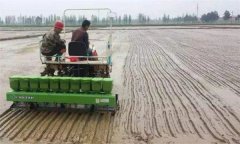 怎樣確定優(yōu)質(zhì)水稻直播的播種期和播種量？