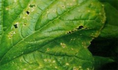 黃瓜黑星病是什么原因引起的 有哪些癥狀表現(xiàn)？