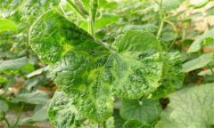 如何防控黃瓜病毒病，它是什么原因引起的？