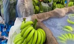 泡藥水的香蕉有毒嗎？泡香蕉的是什么藥水？