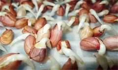 花生發(fā)芽不能吃嗎？吃花生芽有什么好處？