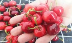 如何挑選櫻桃？櫻桃如何儲藏與保鮮？
