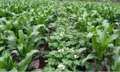 什么是間混套作？間混套作增產(chǎn)的原因是什么？