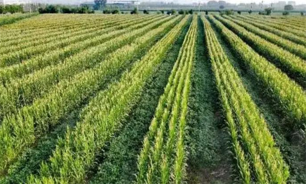 復種的主要技術(shù)措施