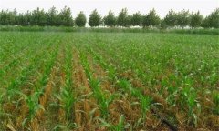 復(fù)種對農(nóng)業(yè)生產(chǎn)的作用有哪些？